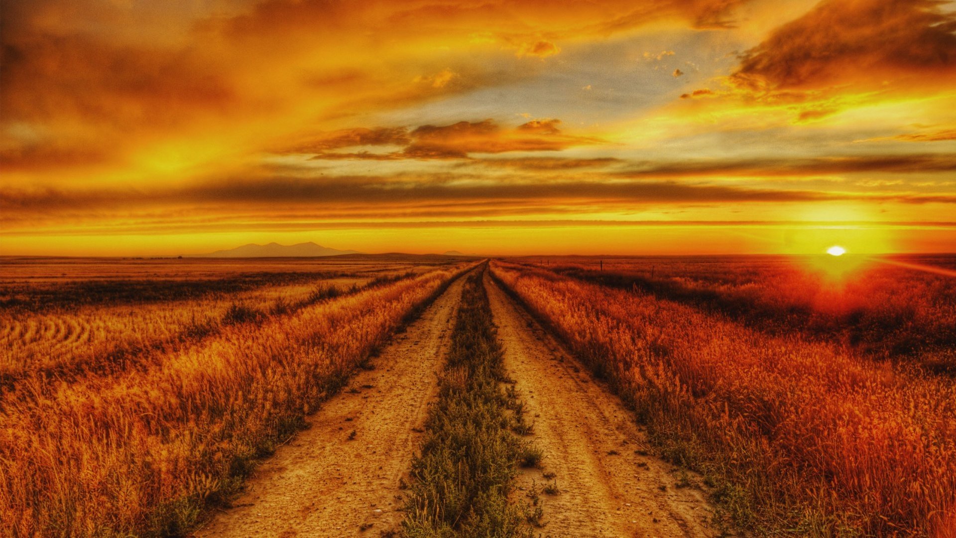 sunset in a field background