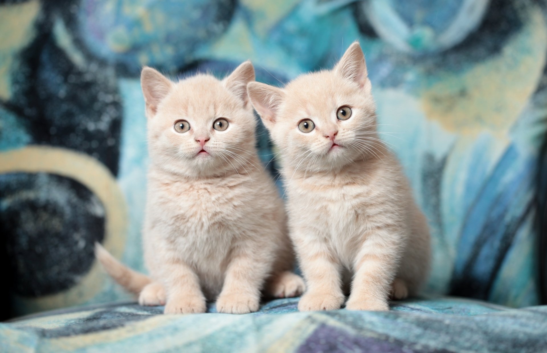 Two light-colored kittens with wide stares sit side by side, captured in an HD PC desktop wallpaper featuring baby animals and cats.