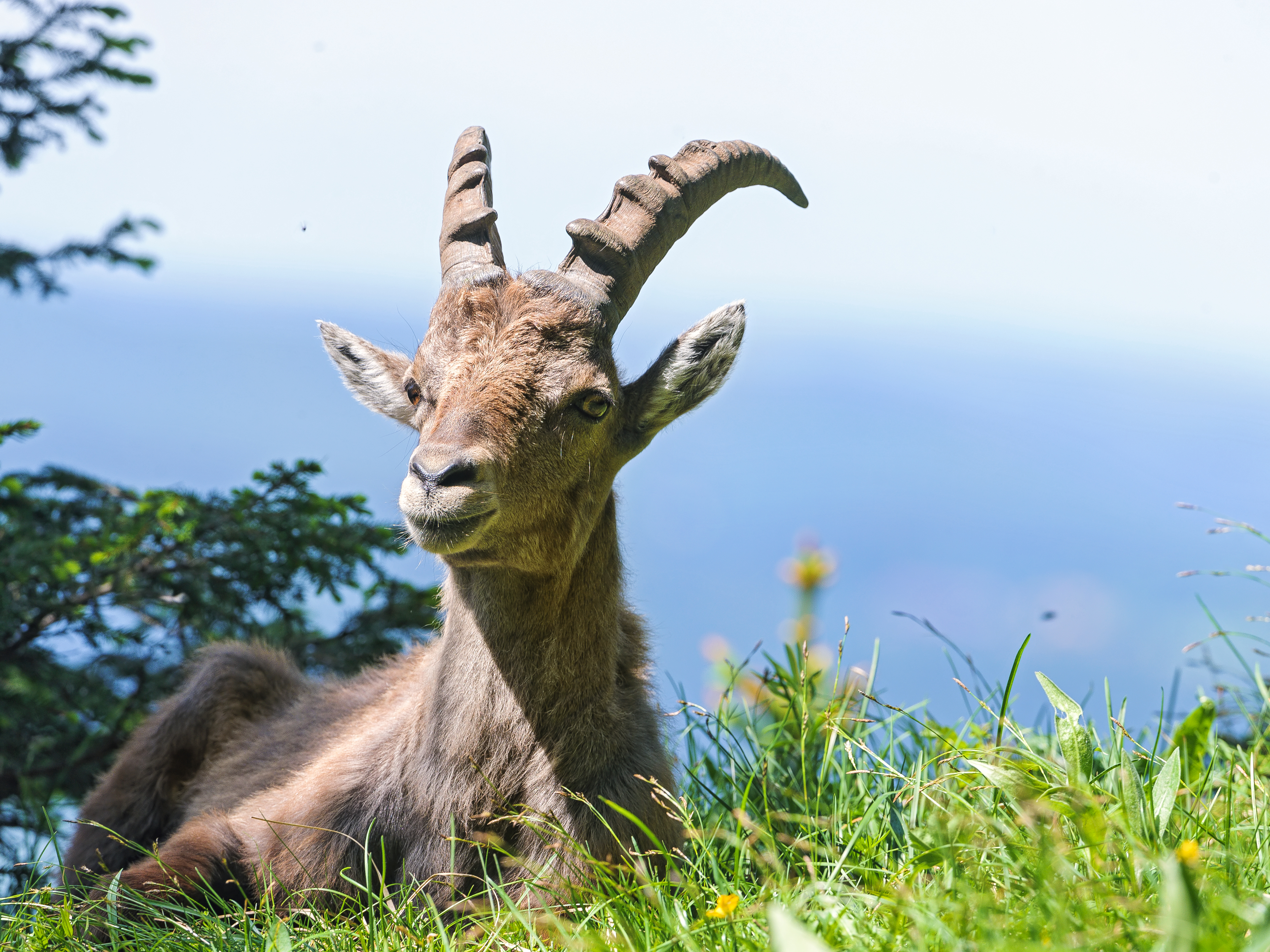 Animal Alpine Ibex HD Wallpaper