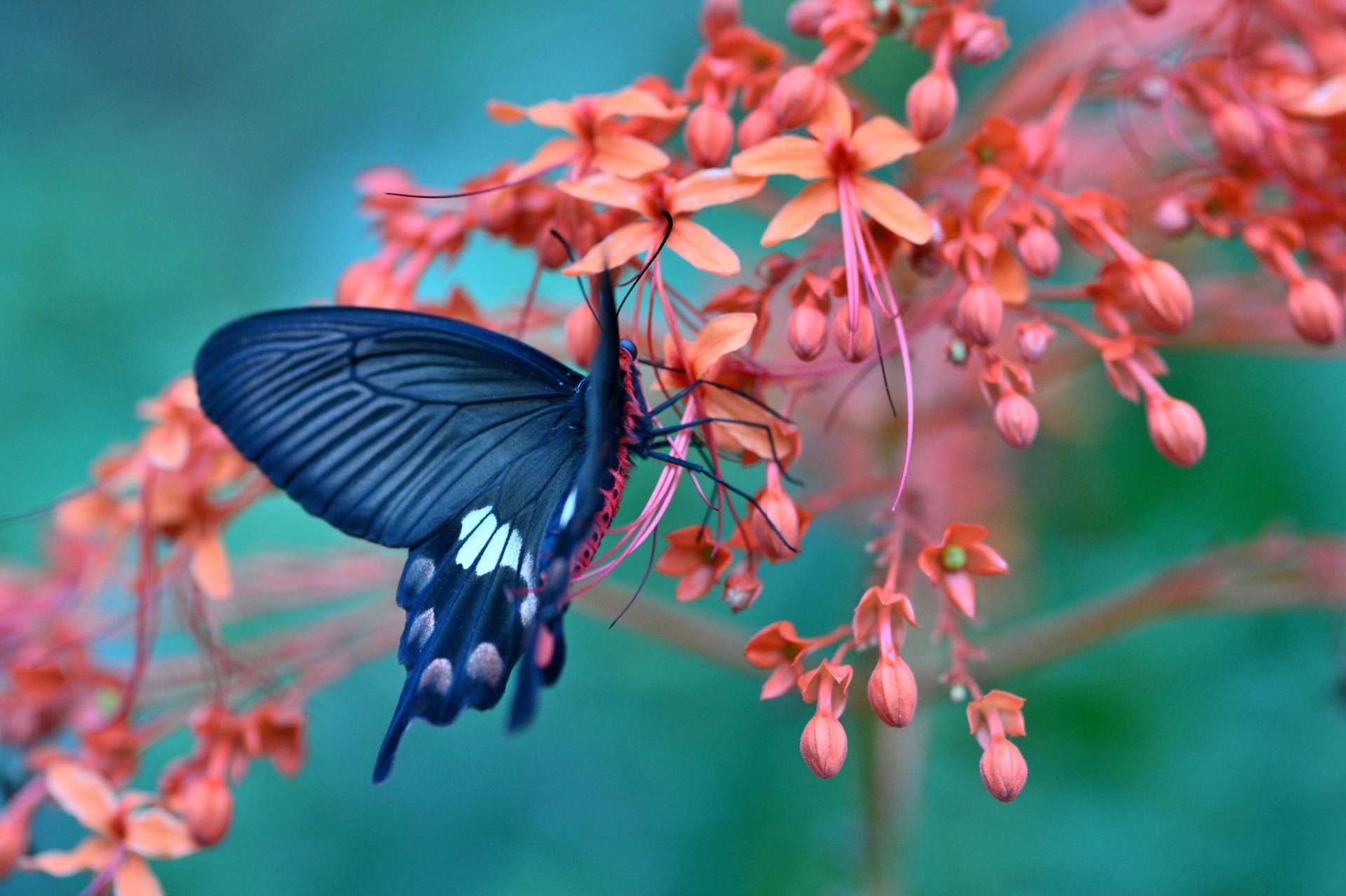 Download Flower Blossom Animal Butterfly HD Wallpaper