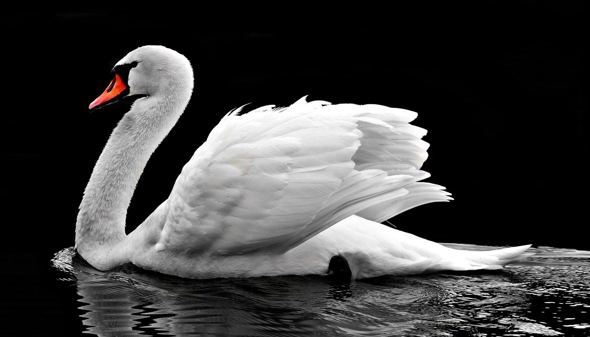 Download White Swan Animal Mute Swan 4k Ultra HD Wallpaper