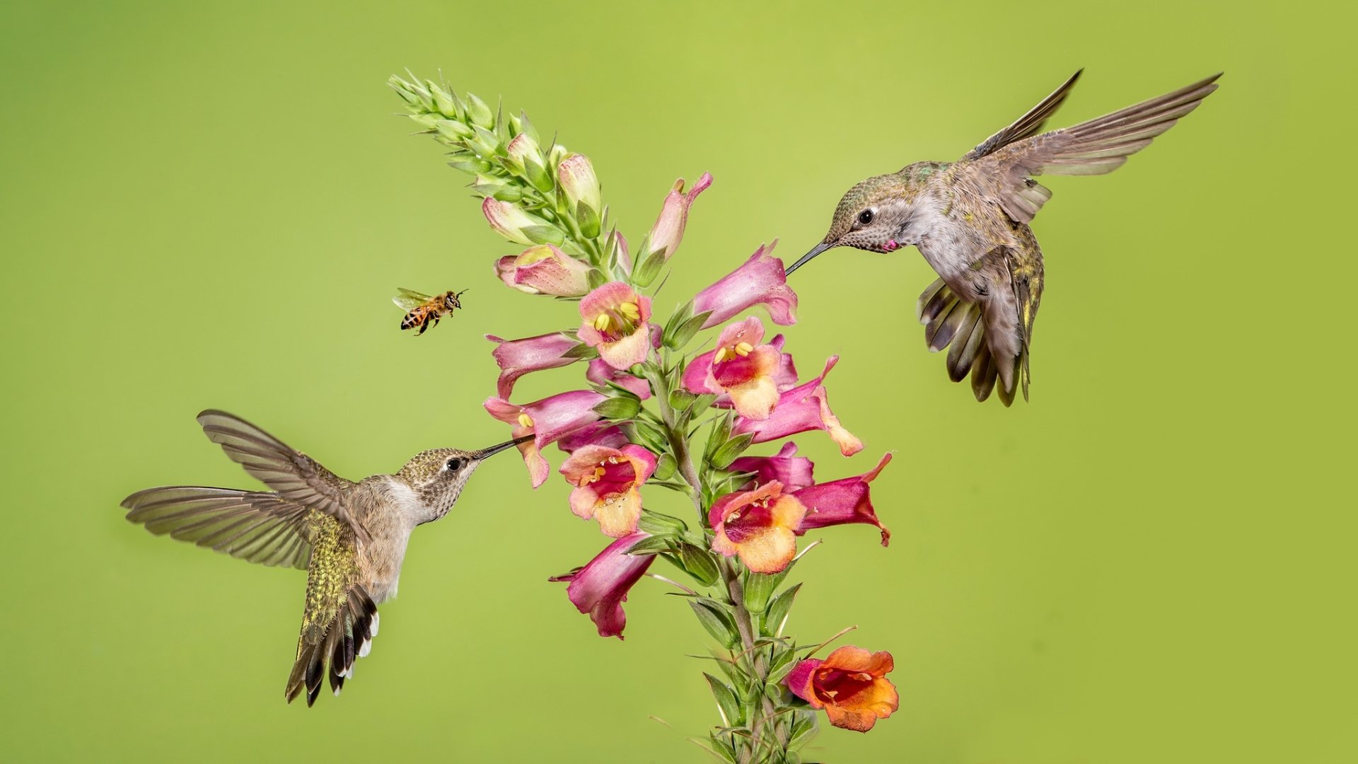 HD desktop wallpaper showing two hummingbirds feeding on a pink flower with a bee nearby, set against a soft green background.
