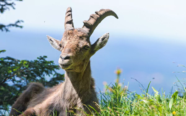 goat Animal alpine ibex HD Desktop Wallpaper | Background Image