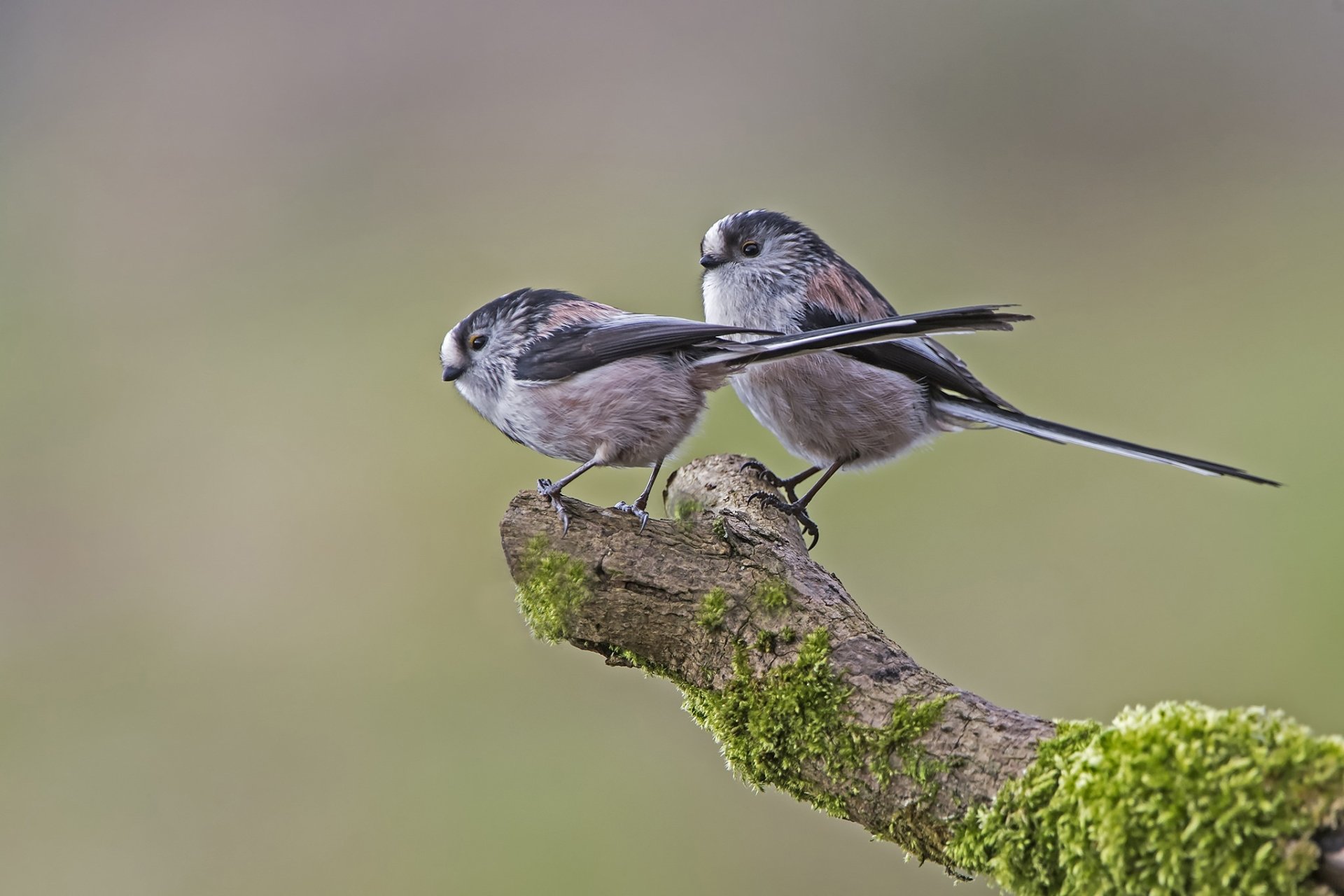 HD PC desktop wallpaper: two long-tailed tits (titmouse), small animals, perched on a mossy branch against a soft green background.