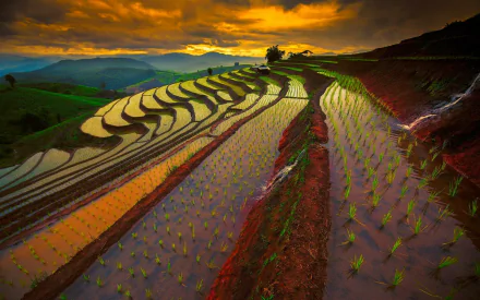 Sunset over man-made rice terraces on a mountain field in Thailand, reflecting vibrant orange and gold hues in this HD desktop wallpaper and background.