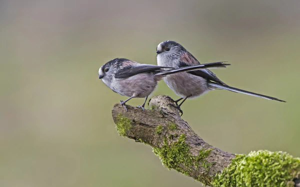 HD PC desktop wallpaper: two long-tailed tits (titmouse), small animals, perched on a mossy branch against a soft green background.