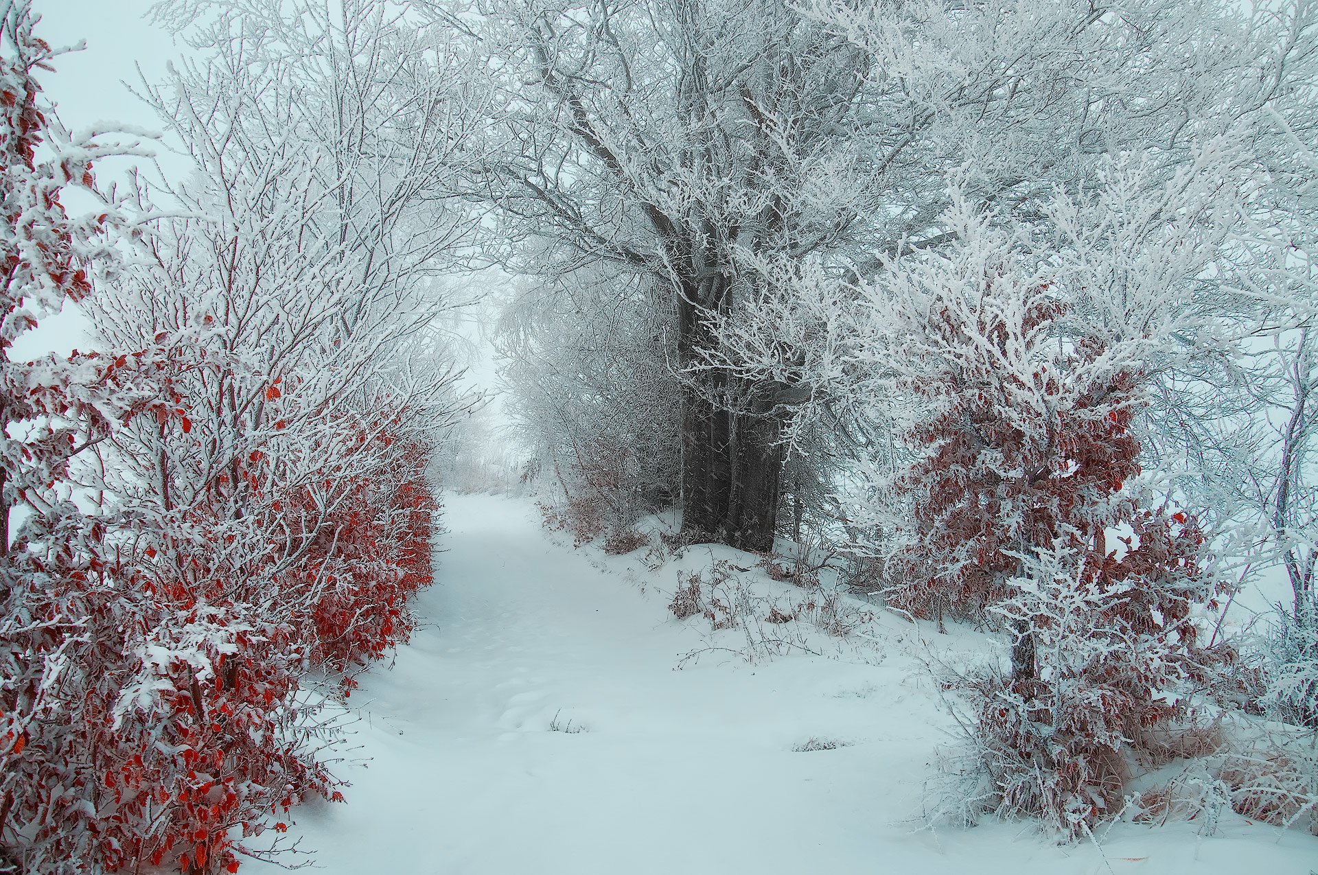 Snow-covered forest path in winter, with frosted trees and red foliage contrasting against the white landscape. HD PC desktop wallpaper showcasing serene nature.