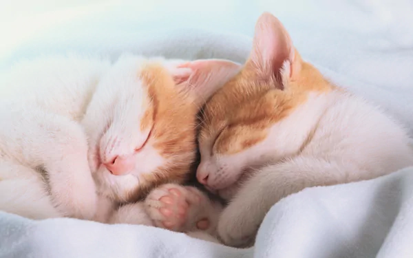  Sleeping Kittens