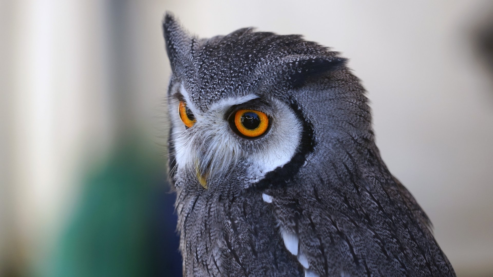 Owl Wallpaper 1080P