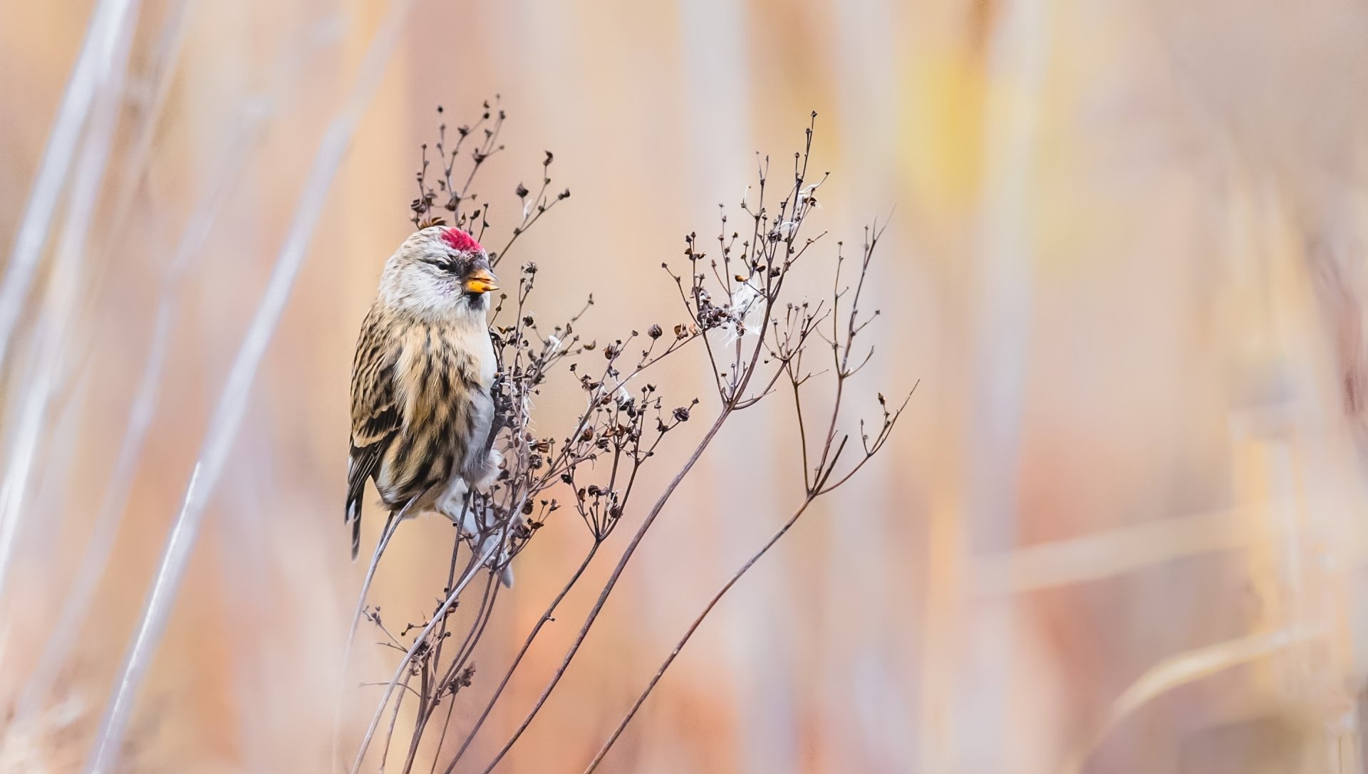 Download Common Redpoll Passerine Animal HD Wallpaper by PasiKaunisto