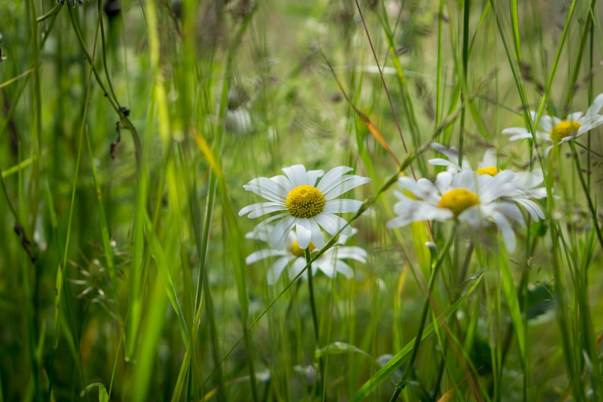 Download Close-up Nature White Flower Flower Daisy HD Wallpaper