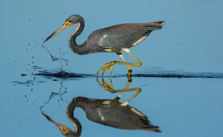 A heron splashes as it hunts in calm water, its clear reflection mirrored below in this HD desktop wallpaper showing the graceful bird and its rippling splash.