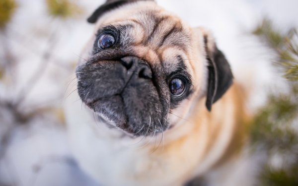 Animal Pug Dogs Dog Stare Muzzle HD Wallpaper | Background Image