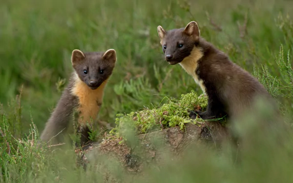 Animal marten HD Desktop Wallpaper | Background Image