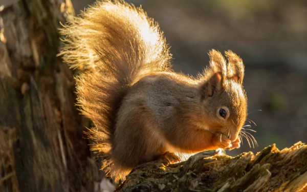 A sunny close-up of a squirrel rodent perched on a tree branch, captured in sharp detail as a 4K Ultra HD desktop wallpaper.