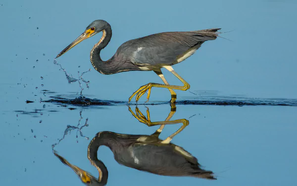 A heron splashes as it hunts in calm water, its clear reflection mirrored below in this HD desktop wallpaper showing the graceful bird and its rippling splash.