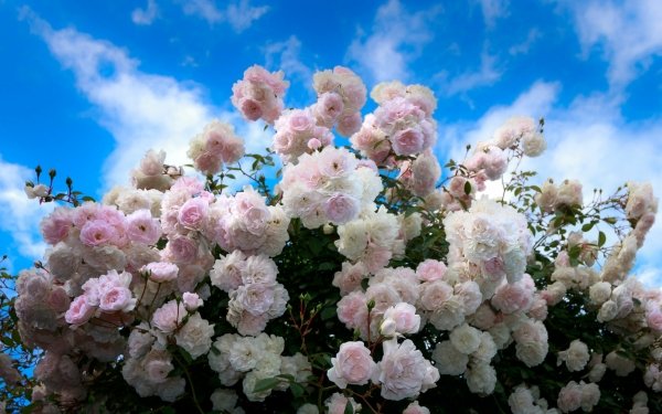 Earth Rose Bush Flowers Rose White Flower Pink Flower HD Wallpaper | Background Image