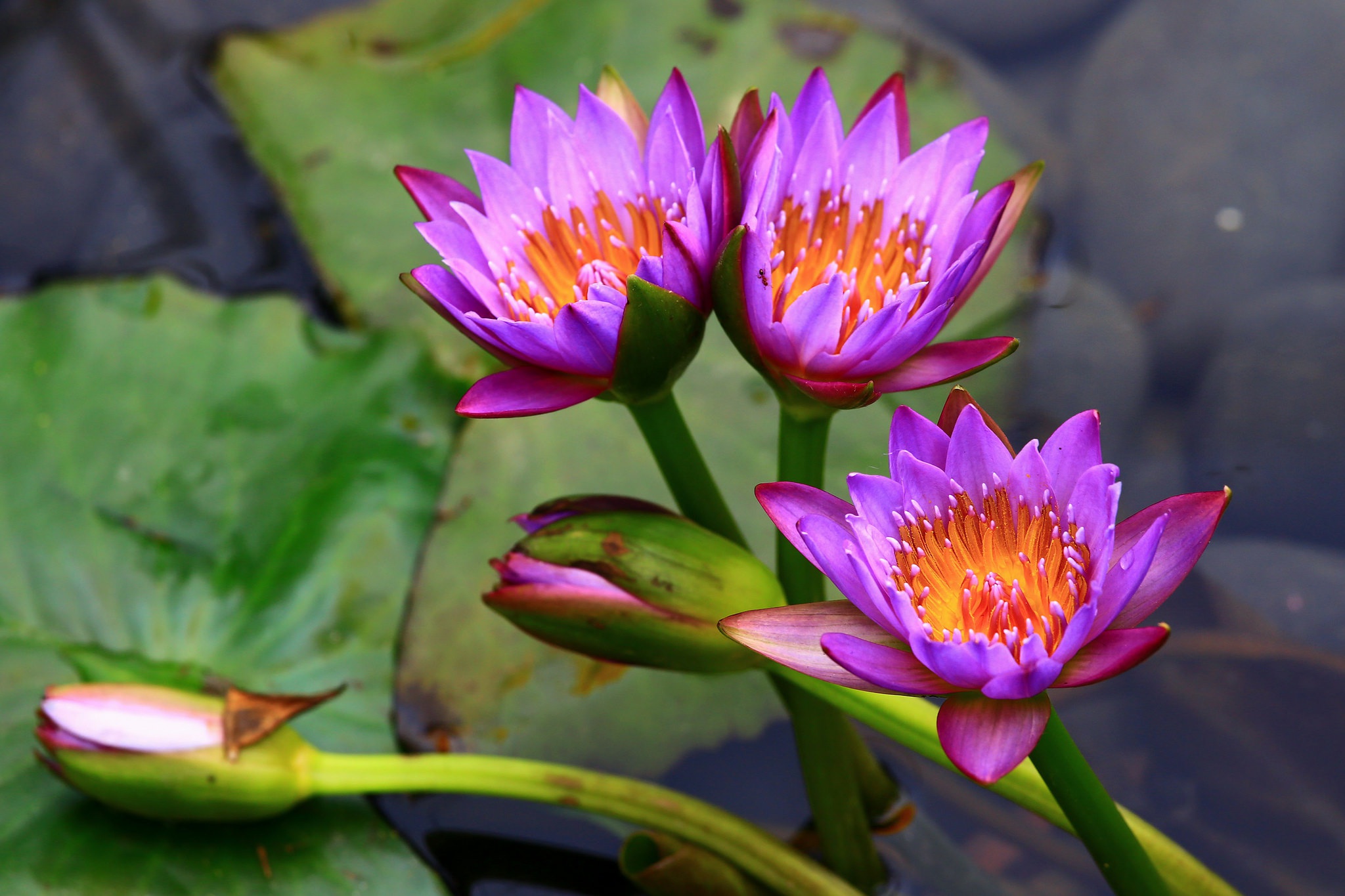 Nature Water Lily HD Wallpaper