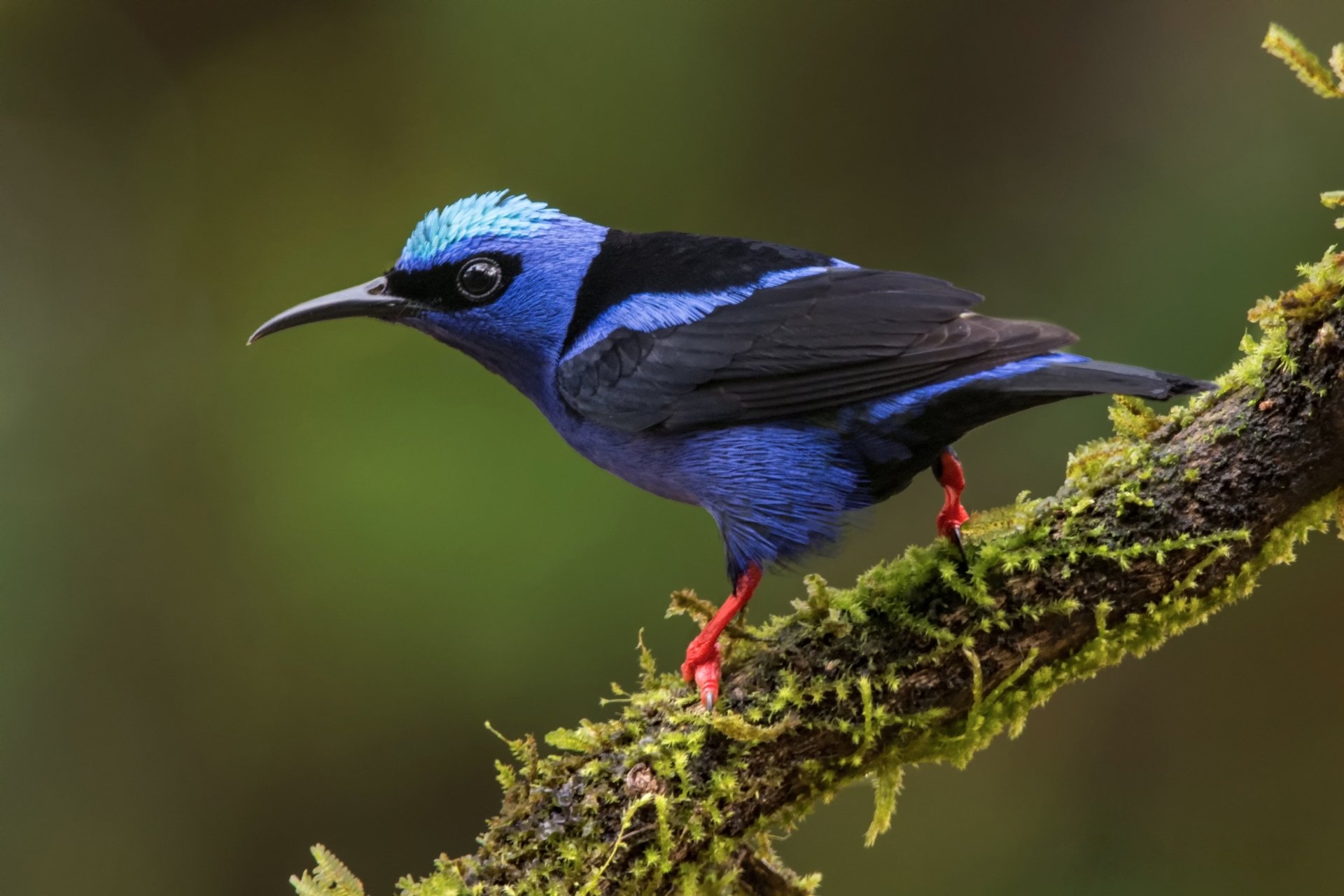 A vibrant blue tanager passerine bird, a honeycreeper species, perched on a mossy branch against a blurred green background, captured in HD for a desktop wallpaper.