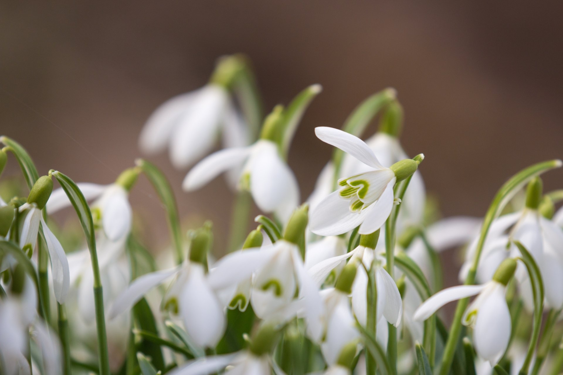 Download Close-up Spring Flower White Flower Nature Snowdrop 4k Ultra HD Wallpaper