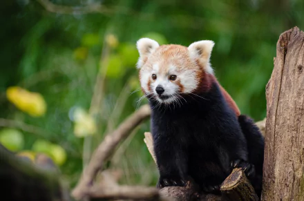 zoo Animal red panda HD Desktop Wallpaper | Background Image