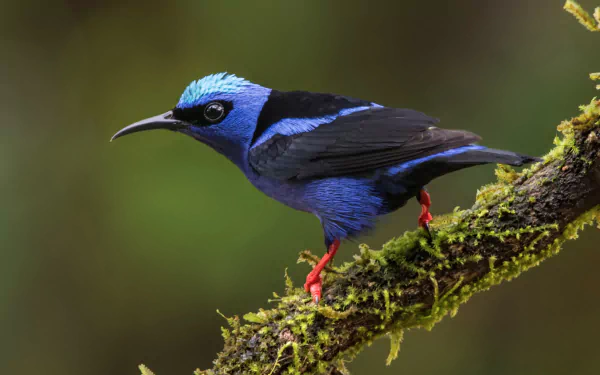  Red-legged honeycreeper