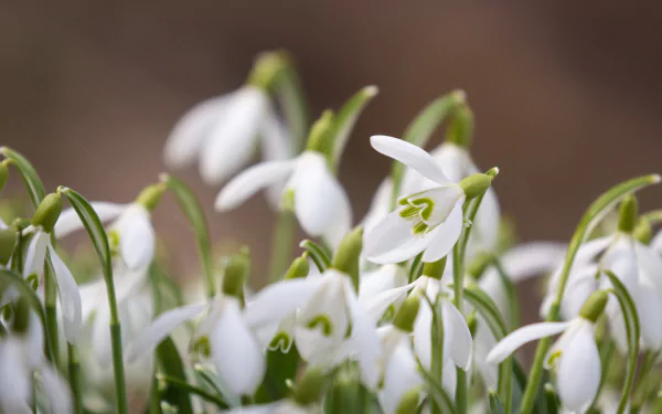close-up spring flower white flower nature snowdrop HD Desktop Wallpaper | Background Image