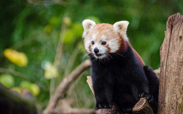 zoo Animal red panda HD Desktop Wallpaper | Background Image