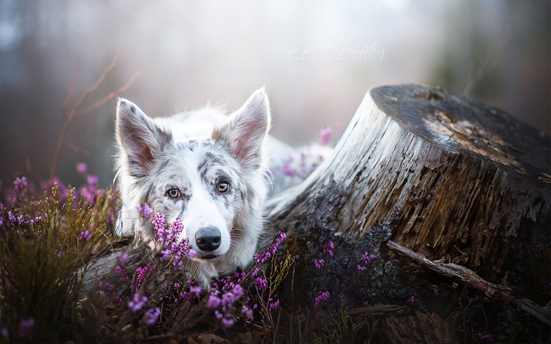 Download Dog Stump Flower Animal Border Collie HD Wallpaper by Wolfskuss