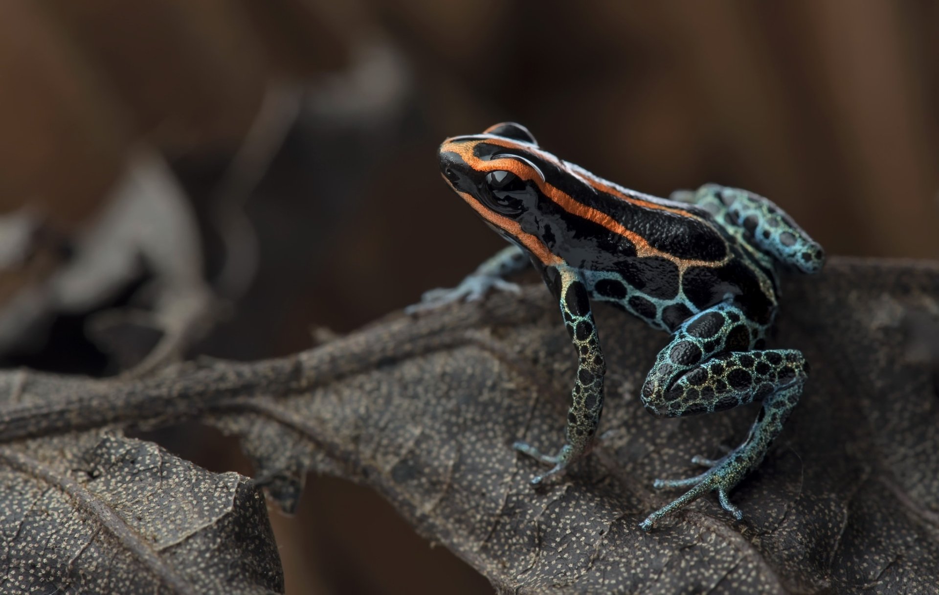 Close-up of a colorful poison dart frog (amphibian) perched on a leaf — vivid HD PC desktop wallpaper/background.