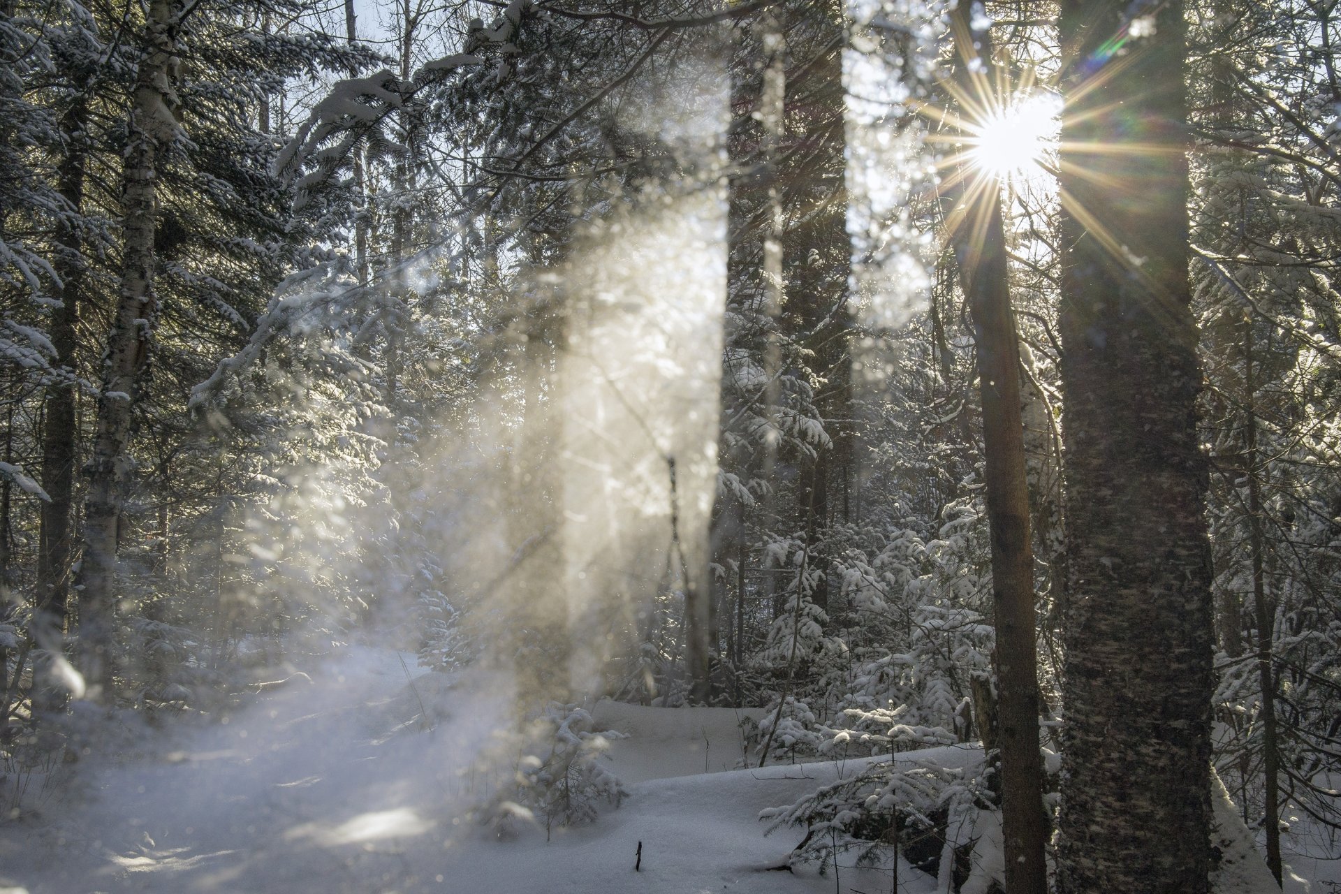 Snow-covered winter forest with sunbeams streaming through tall trees; ethereal nature scene rendered as a 2K Quad HD PC desktop wallpaper and background.