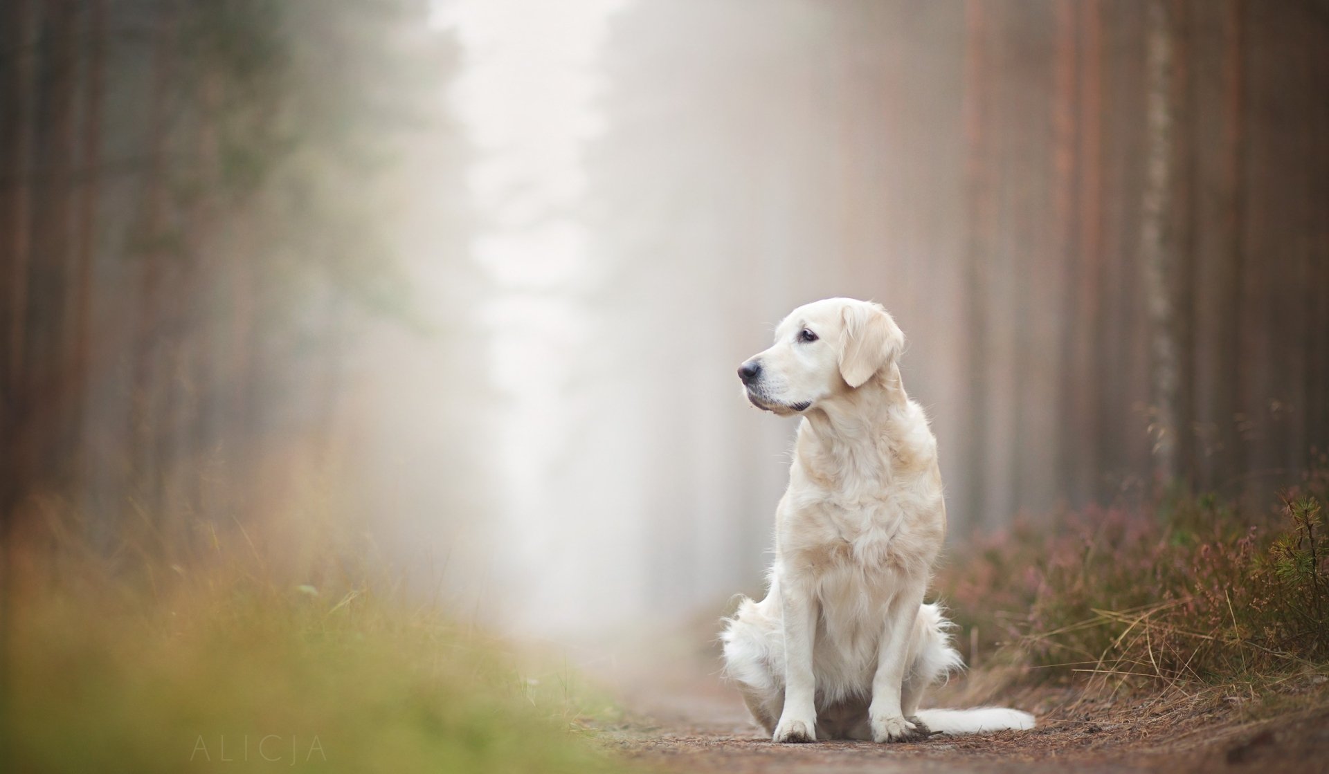 A Labrador Retriever sits calmly on a forest path enveloped in fog, with a soft depth of field creating a serene and atmospheric HD desktop wallpaper.