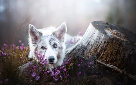 dog stump flower Animal border collie HD Desktop Wallpaper | Background Image