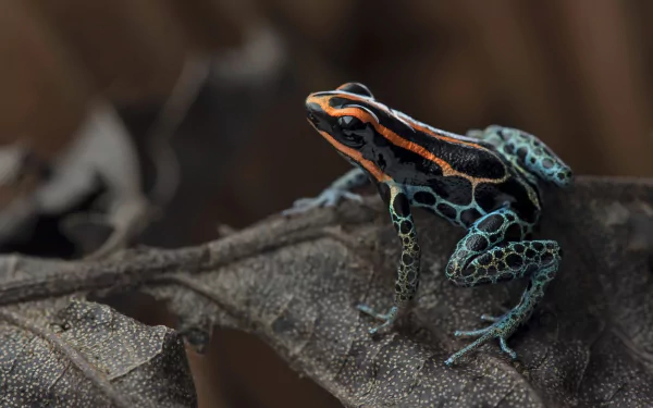 Close-up of a colorful poison dart frog (amphibian) perched on a leaf — vivid HD PC desktop wallpaper/background.