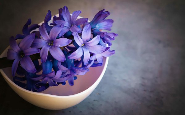 Photography Still Life Bowl Flower Hyacinth Purple Flower HD Wallpaper | Background Image