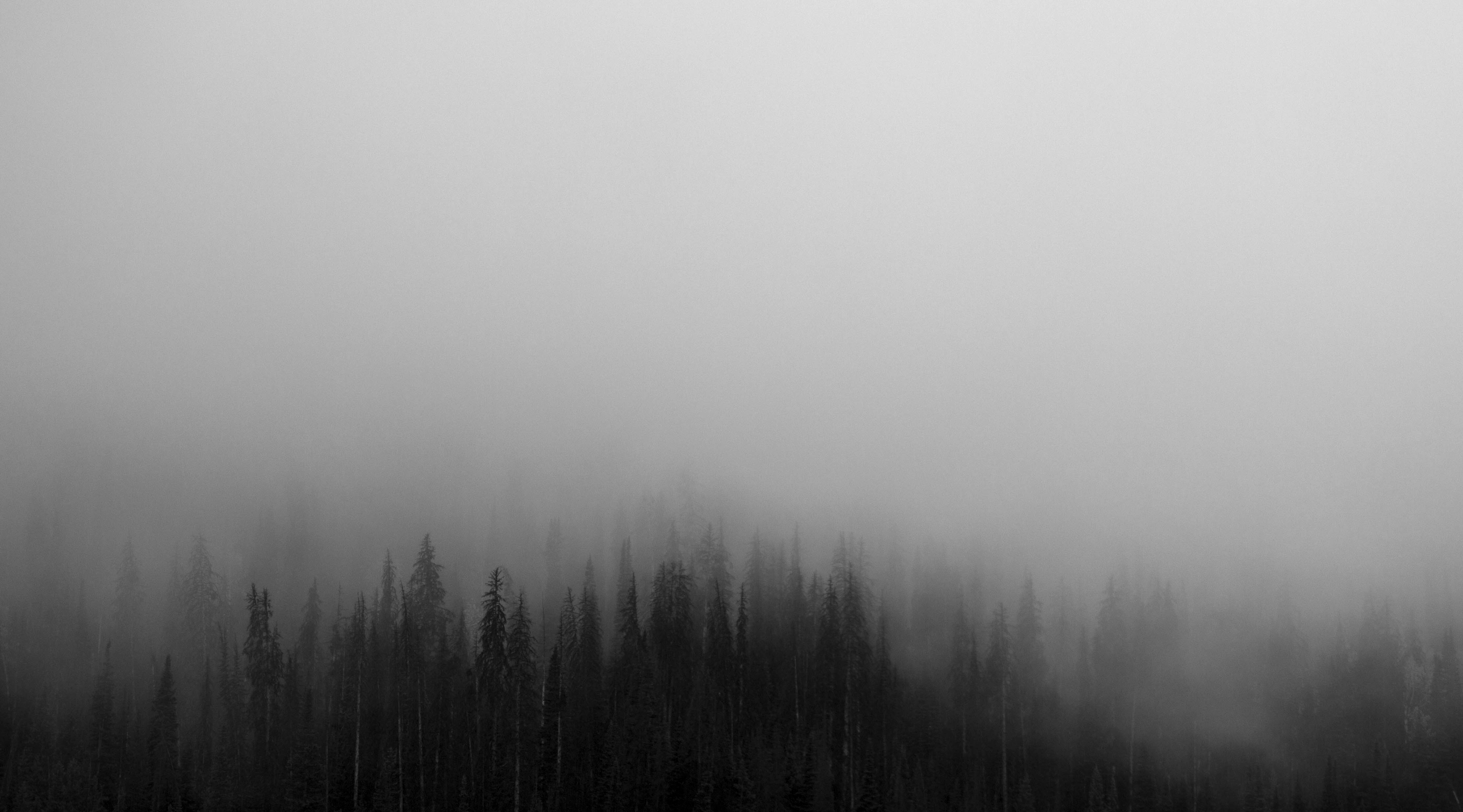 Featured image of post Foggy Forest Background Black And White : Foggy pictures download free images on unsplash.