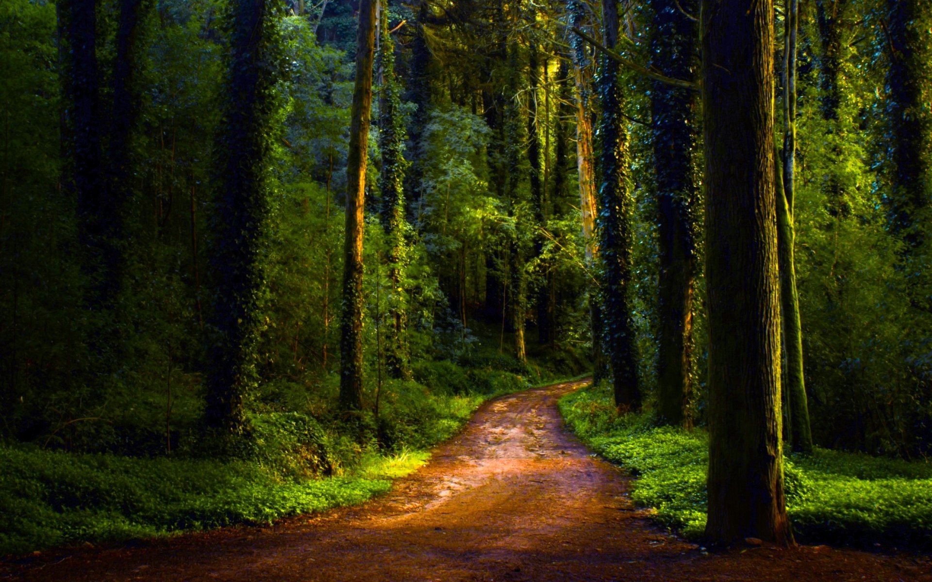 Dirt road winding through a lush green forest path with tall trees and undergrowth — 2K Quad HD PC desktop wallpaper/background.