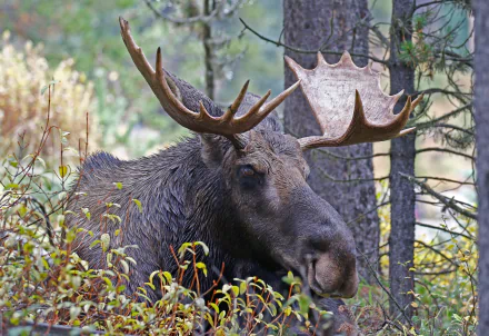 HD PC desktop wallpaper featuring a close-up of a majestic moose standing among forest foliage.