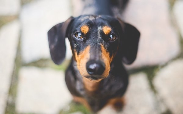 Animal Dachshund Dogs Dog Stare Muzzle HD Wallpaper | Background Image
