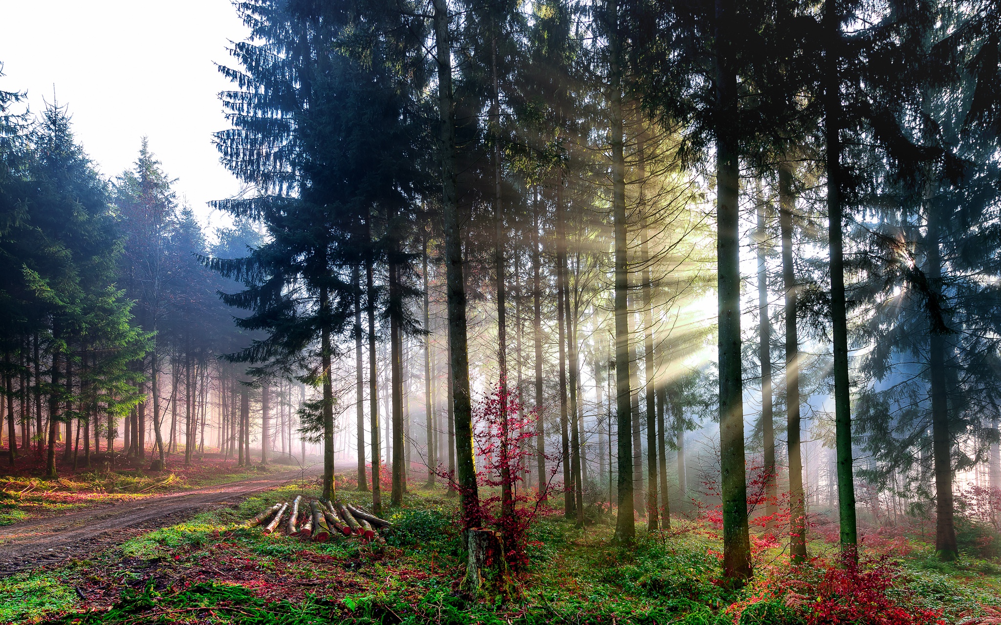Download Tree Forest Nature Sunbeam HD Wallpaper