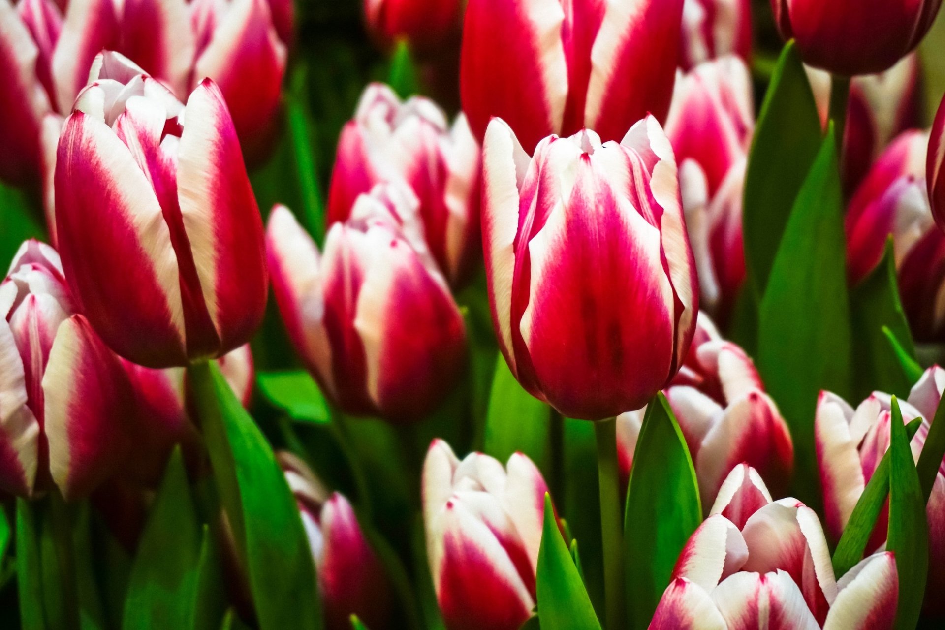 Download Pink Flower Nature Flower Tulip HD Wallpaper | 2048x1365 ...