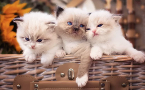 Three fluffy baby kittens with blue eyes rest in a woven basket, creating a cute and cozy HD PC desktop wallpaper background.