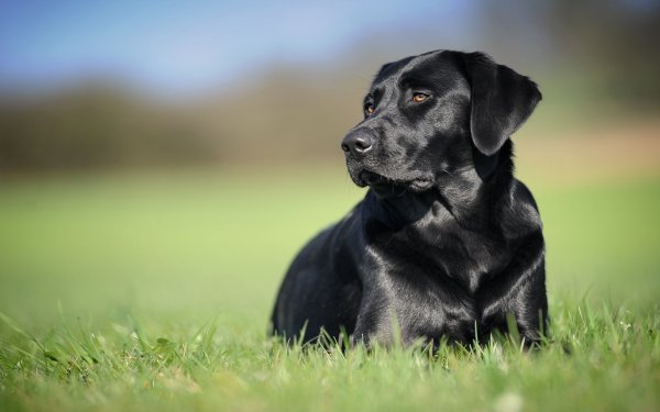 Animal Labrador Retriever Dogs Dog Grass Blur Muzzle HD Wallpaper | Background Image