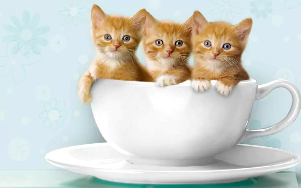 Three adorable orange kittens snugly sitting inside a white teacup against a soft blue background, captured in HD for a charming desktop wallpaper.