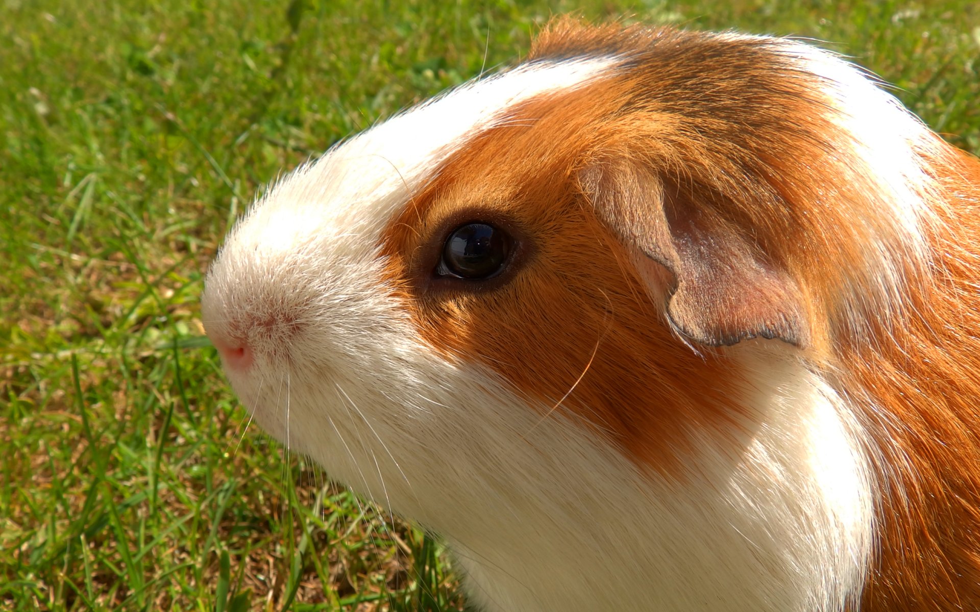 Close-up HD desktop wallpaper of a brown and white guinea pig sitting on green grass.