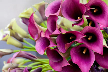  Calla Lilies