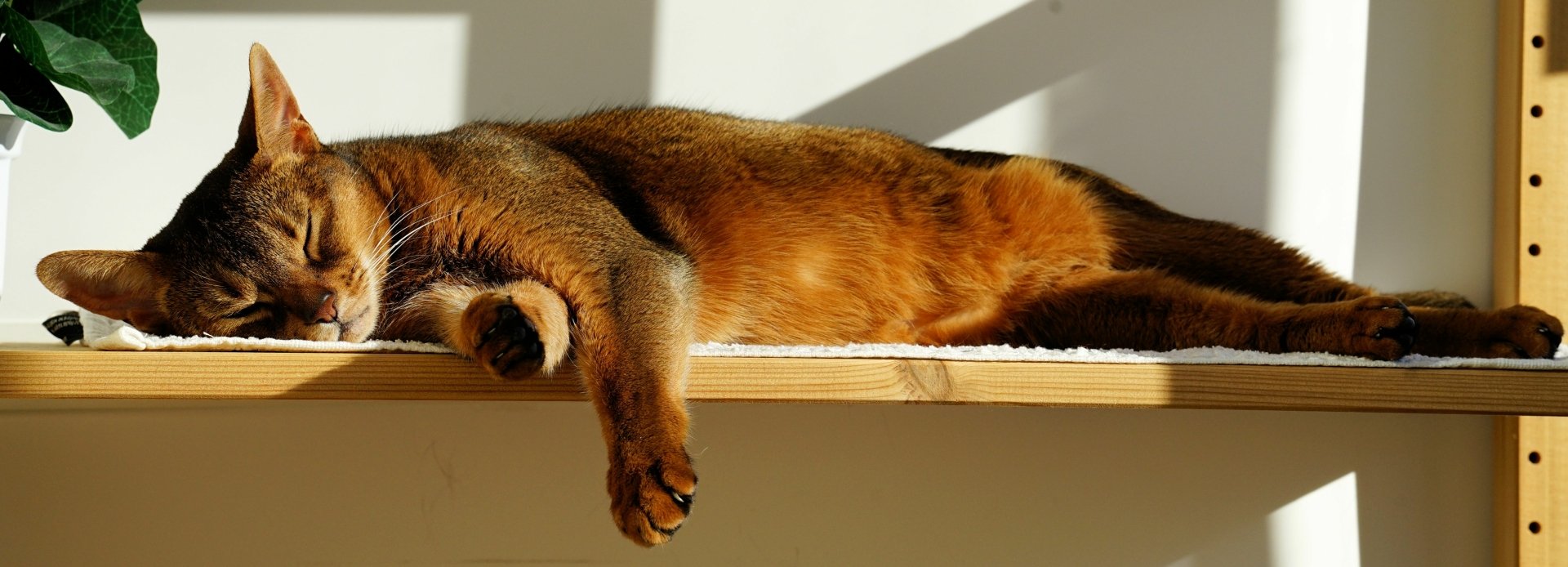 Ginger cat sleeping on a sunlit wooden shelf, shown in side view — 2K Quad HD PC desktop wallpaper and background.