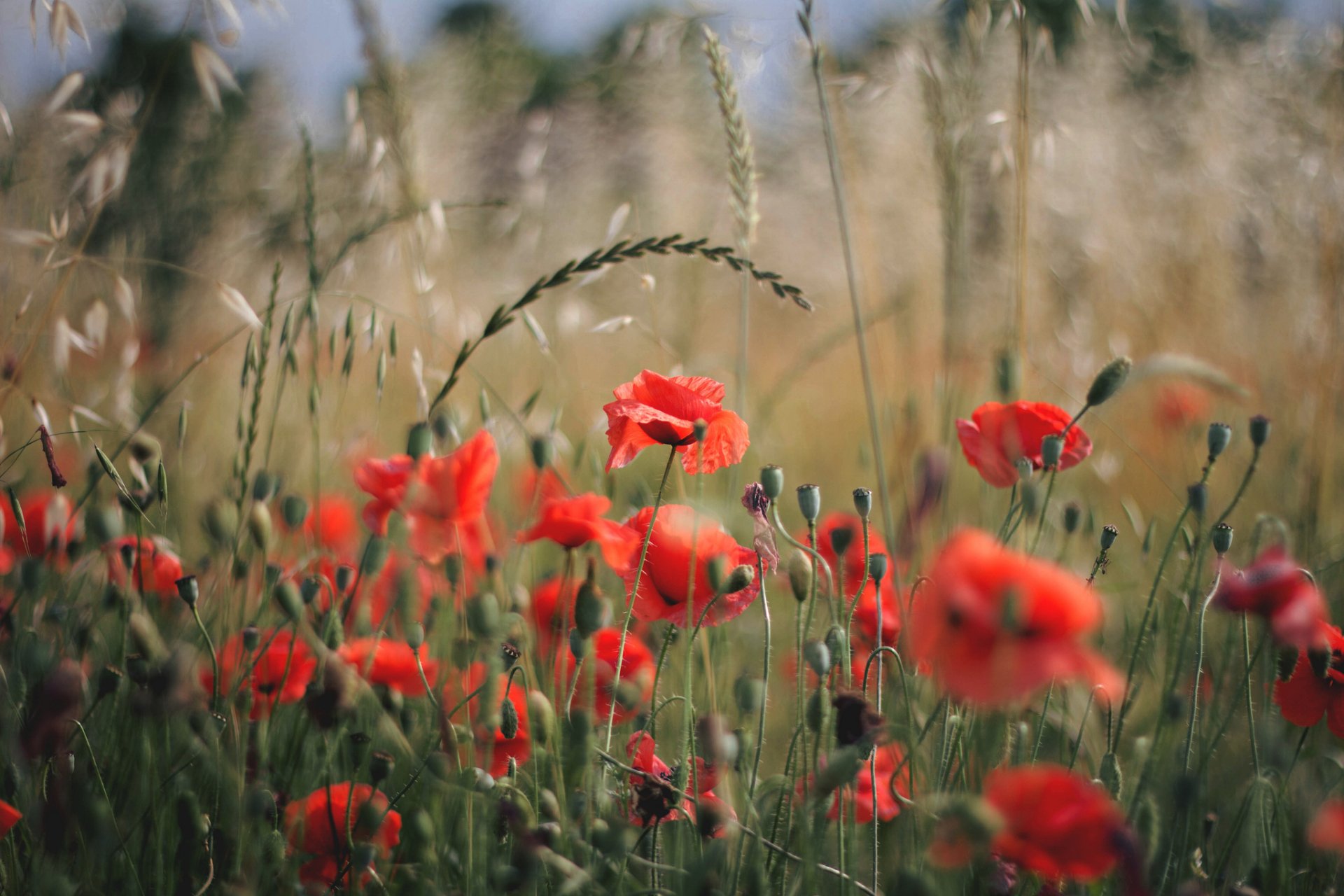 Download Depth Of Field Summer Red Flower Flower Nature Poppy HD Wallpaper