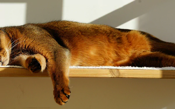 Cat Sleeping on a Shelf