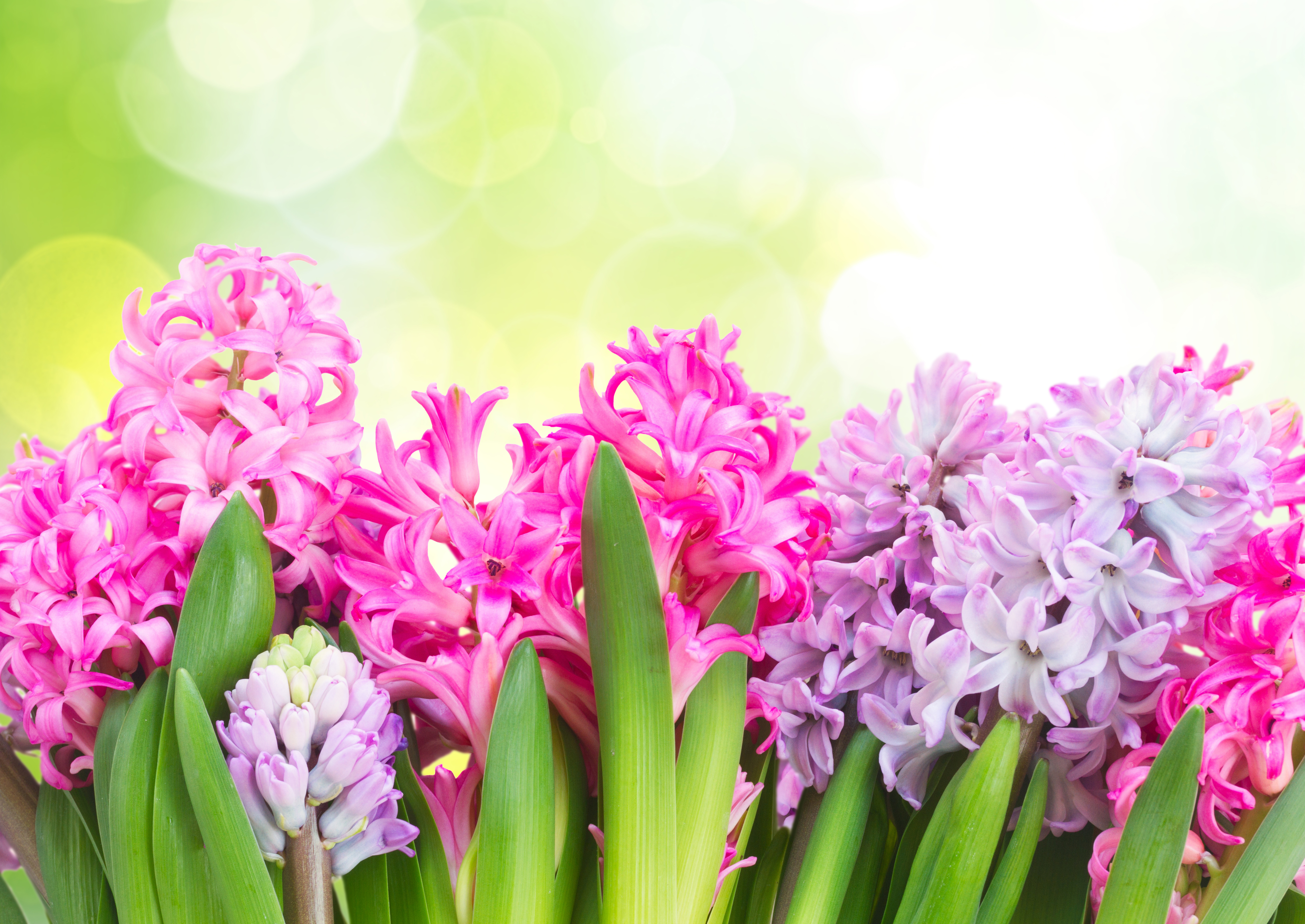 Purple Hyacinth Images | Free Photos, PNG Stickers, Wallpapers &  Backgrounds - rawpixel